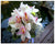 Cymbidium Orchid - WED0193