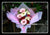 Gerbera Daisy Bouquet      - FBQ1488