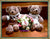 Good Luck Couple Bear   - BWF3528