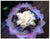 White Princess  - FBQ1157