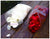 Fresh Rose Petals- ROS2233val