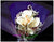 Lovely Calla Lily Bouquet  - FBQ1158