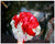 Rose n Baby Breath  - WED0189