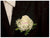 Rose w Baby Breath Corsage - WED0224