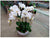 Phalaenopsis orchid Plant     - MAS0566