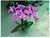 Phalaenopsis Orchid Live Plant   - GOP0569