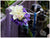 Elegant Bloom - WED0244