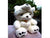 Premium Polar Stuffed Bear     - DIN001