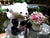Premium Panda Stuffed Bear    - DIN002
