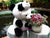 Premium Panda Stuffed Bear    - DIN002