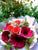 Brighten Someone's Day       - FBQ1017