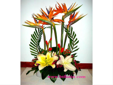 Graceful Ambience  - TBF4005