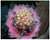 Glow With Love Chocolate Bouquet - CHO1141