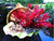 Cheerful Wishes    - TOB5801