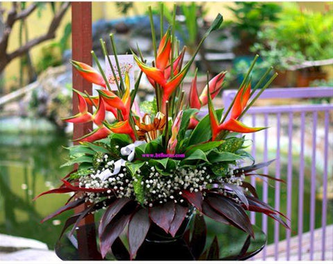 Blooming Venture (Without Stand)   - GOP8016