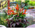 Blooming Venture (Without Stand)   - GOP8016