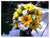 Yellow n White Blooms - TBF4052