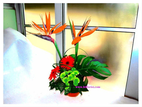 Bird of Paradise Arrangement   - TBF4063