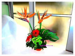 Bird of Paradise Arrangement   - TBF4063