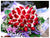 35 Roses  - FBQ1120