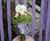 My Calla Lily - WED0153
