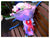 Jolly Bouquet       - FBQ1134