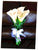 Calla Lilies  - WED0163