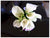 Calla Lilies  - WED0163