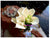 Calla Lilies  - WED0163