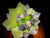 Green/White Rose Bouquet  - FBQ1317