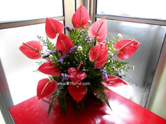 Anthurium Arrangement  - TBF4027