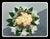 Champagne Rose Bouquet     - FBQ1999