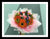 Gerbera & Rose Bouquet     - FBQ1093F