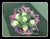 Carnation Bouquet  - FBQ1459