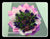 Iris & Alstroemeria Bouquet - FBQ1267