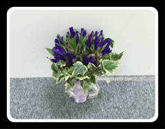 Iris Bridal - WED0109