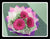Gerbera Bouquet  II     - FBQ1151