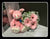 Big Footed Pig w Gerbera Bouquet     - BWF4570
