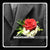 Red Rose Corsage V - WED0319