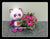 Carebear w Fresh Flower   - BWF3556