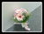 Gerbera n Hydrangea Bridal Bouquet- WED0166