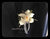 Cymbidium Corsage VI - WED0568