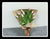 Just Tulip Bouquet  - FBQ1423