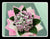 Simple Sweet William Bouquet - FBQ1460