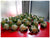 Carnation Corsage - WED0246