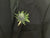 Eryngium Boutonniere - WED0253