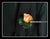 Just Rose Corsage - WED0227