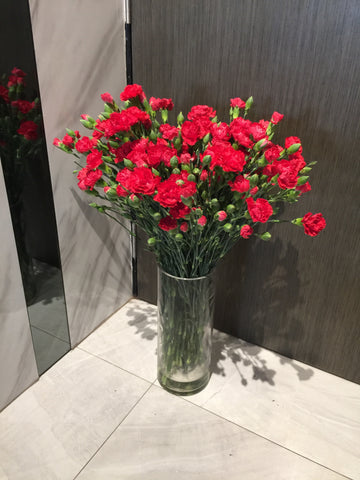 Carnation in Vase - TBF4158