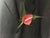 Simple Anthurium Boutonniere - WED0273