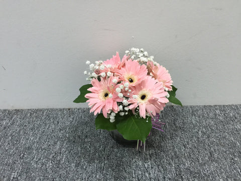 Gerbera in Vase - TBF4163
